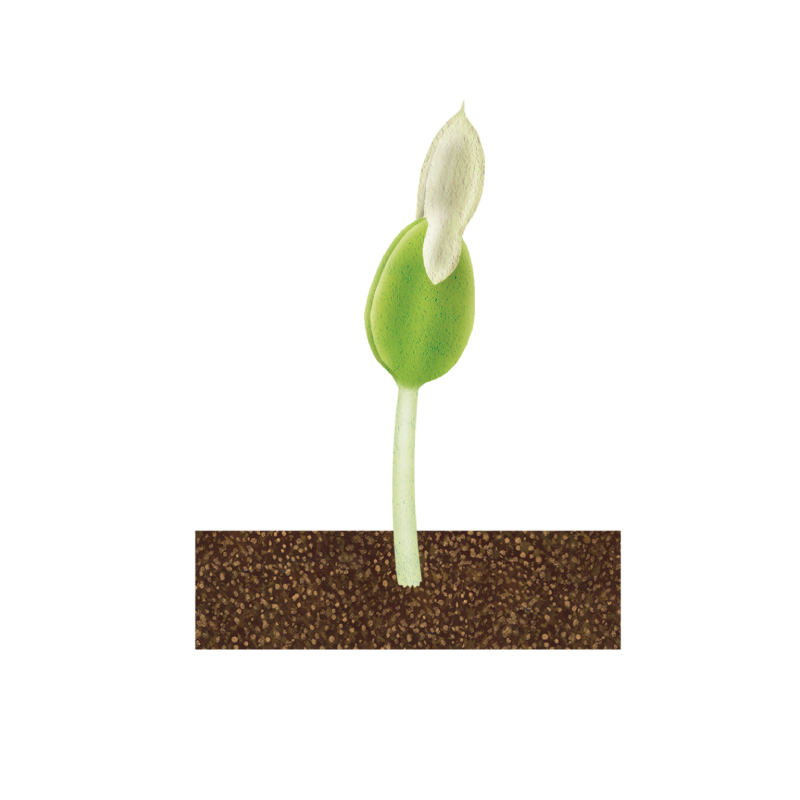 画像2: 家庭菜園で元気なきゅうりを育てる「種まき」の超裏ワザ！鞍つきに“じかまき”でみずみずしいきゅうりをロング収穫／自然菜園コンサルタント・竹内孝功さん