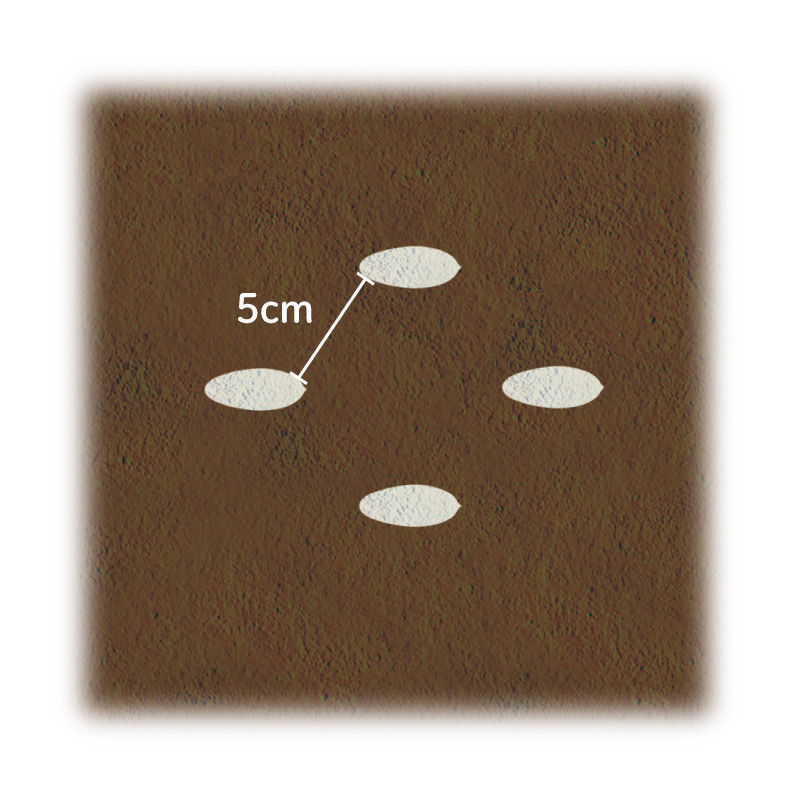 画像3: 家庭菜園で元気なきゅうりを育てる「種まき」の超裏ワザ！鞍つきに“じかまき”でみずみずしいきゅうりをロング収穫／自然菜園コンサルタント・竹内孝功さん