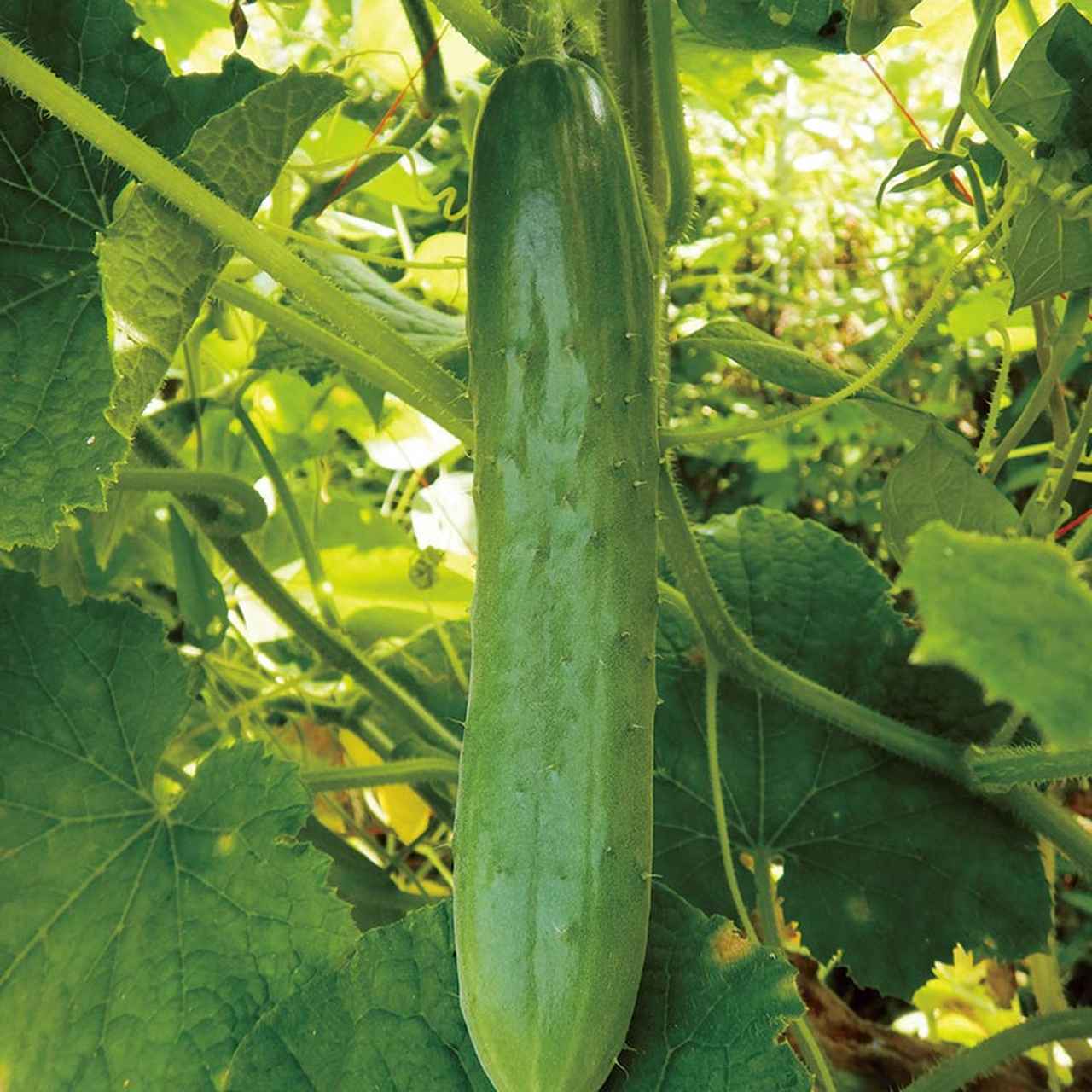 家庭菜園で元気なきゅうりを育てる「種まき」の超裏ワザ！鞍つきに“じ