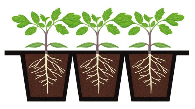 画像1: 本葉1～2.5枚で鉢上げ