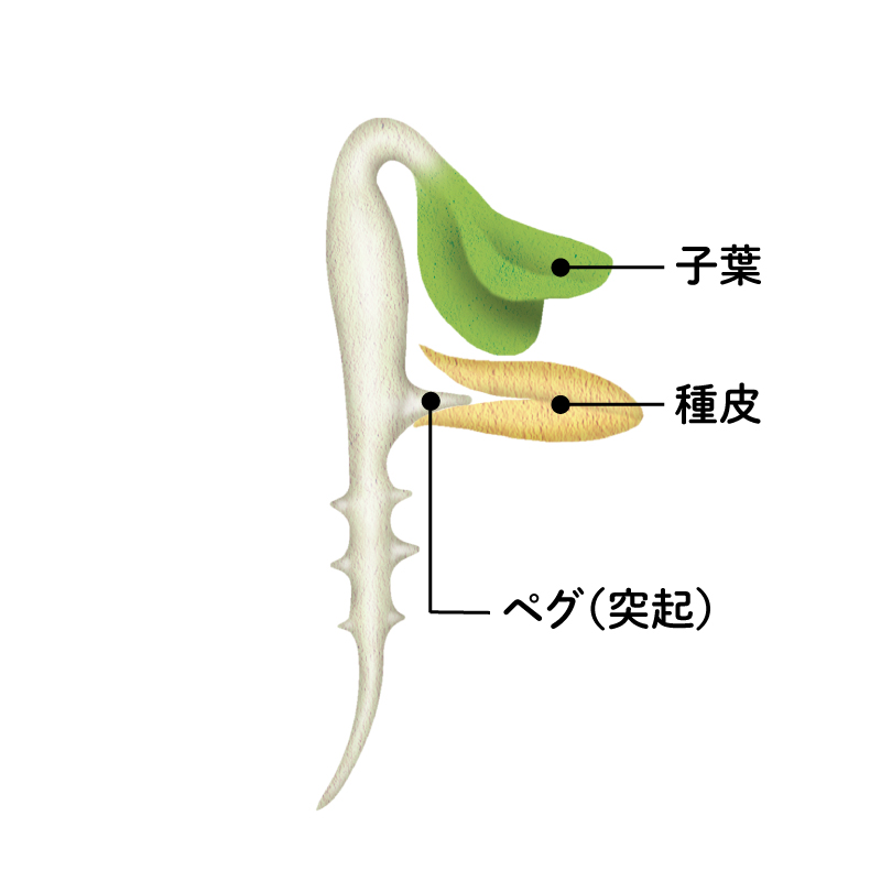 画像1: 家庭菜園で元気なきゅうりを育てる「種まき」の超裏ワザ！鞍つきに“じかまき”でみずみずしいきゅうりをロング収穫／自然菜園コンサルタント・竹内孝功さん