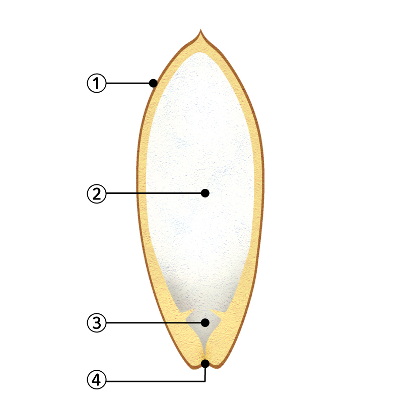 画像: 種のつくり