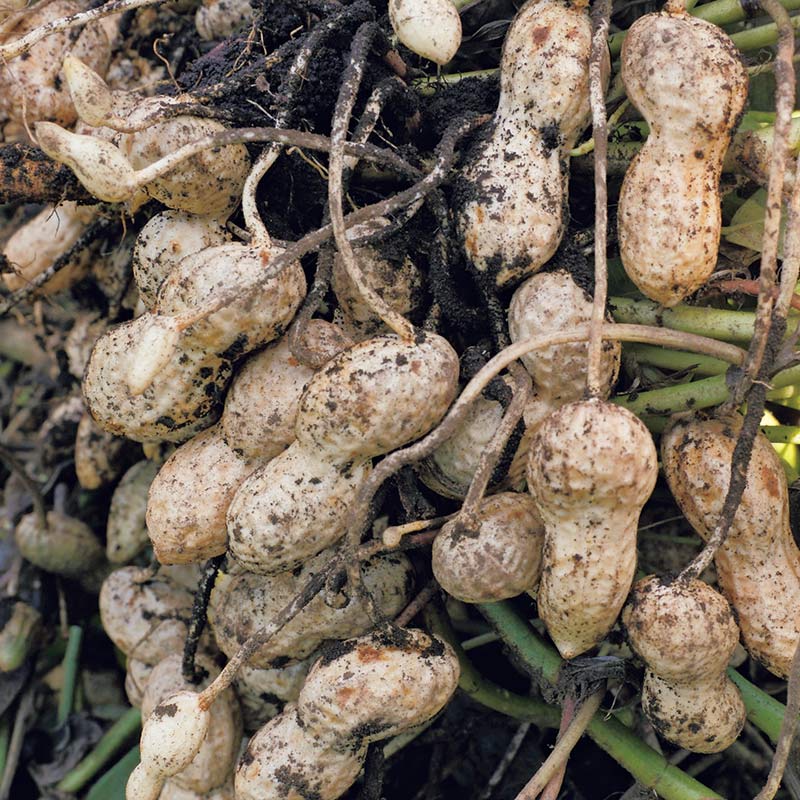 画像: 種の発芽スイッチを入れるために 落花生の「種のつくり」を見てみよう