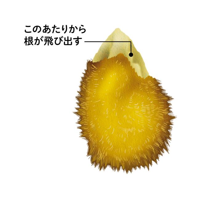 画像3: 家庭菜園で「元気なトマト」を育てる種まきの超裏ワザ！種を冷蔵庫で保存する“低温処理”で甘くてよく育つトマトに／自然菜園コンサルタント・竹内孝功さん