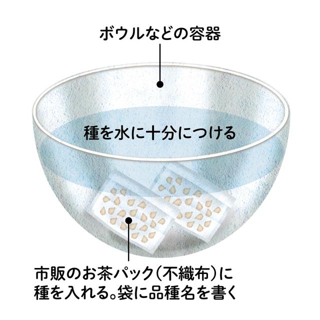 画像: 1．種を水に浸す