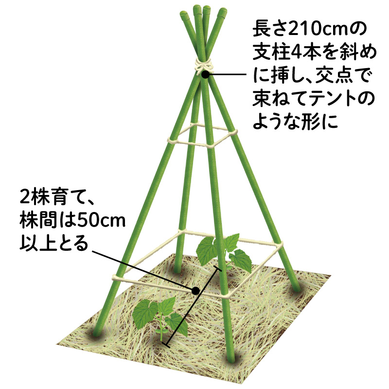 画像: 本葉6枚目からは放任で栽培