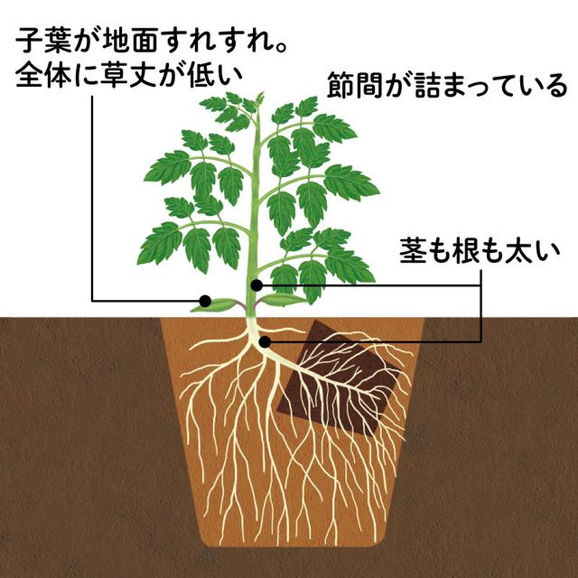 画像: STEP3 本葉5〜6枚で植えつける
