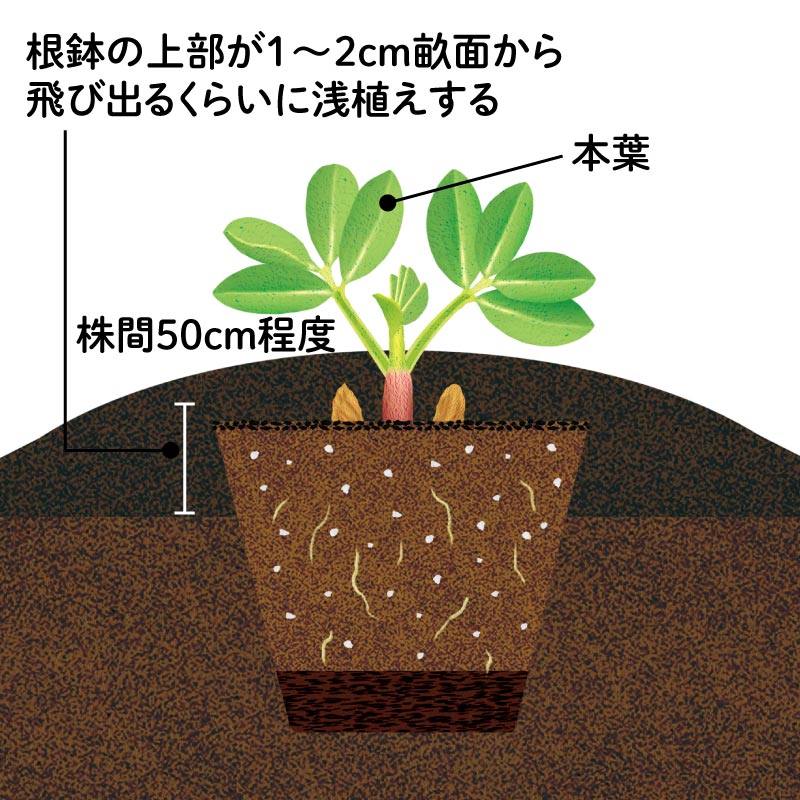 画像: STEP2 浅植え＋土寄せで収量アップ