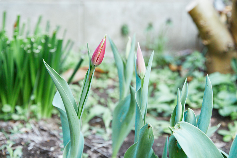 画像: ほんのり色づくチューリップほどかわいいものはありません。手をかけずとも育つので、ぜひトライしてみてください〜！