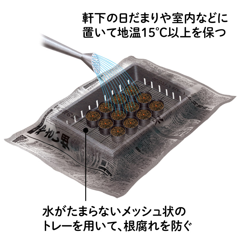 画像: 3．新聞紙で覆い、保湿する