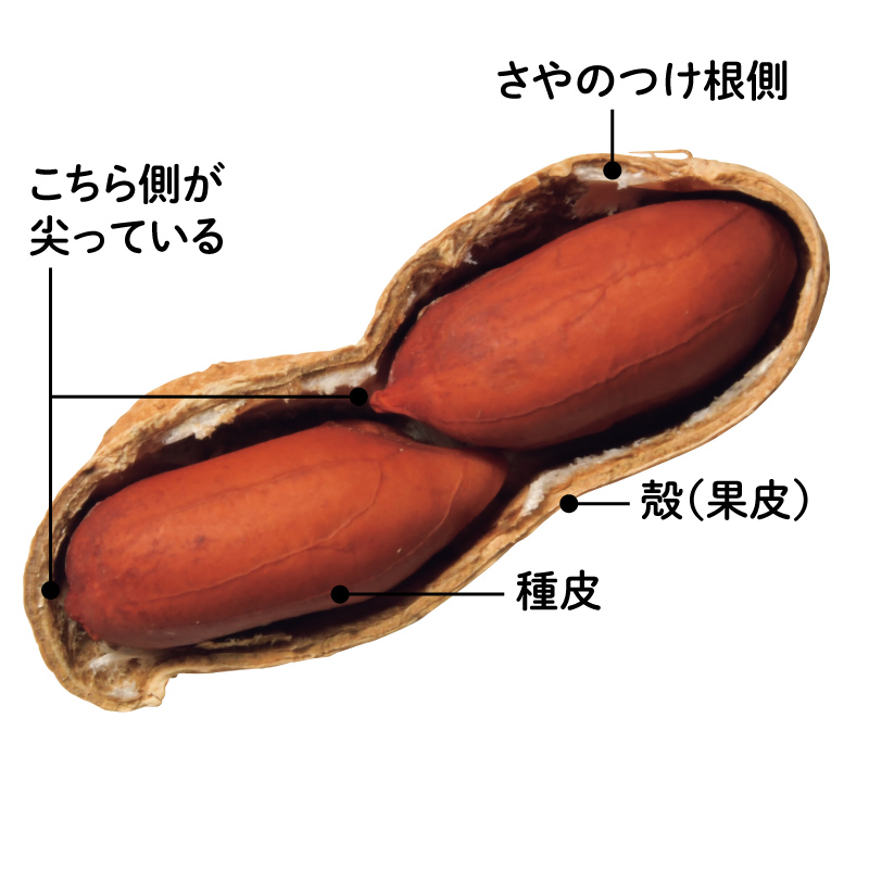画像: さやと種