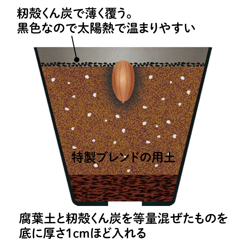 画像: 2．トンガリ部分を下向きに挿す