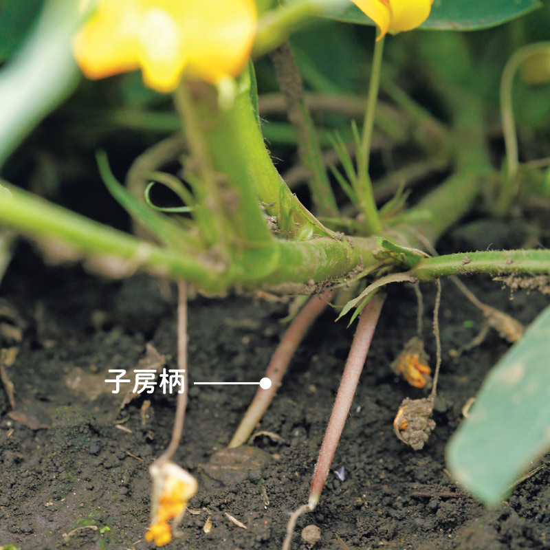 画像: 花後に花のつけ根から「子房柄（しぼうへい）」が下へ伸び出し、地面に突き刺さり、その先端の子房が膨らんでさやになる