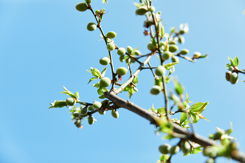 画像: 梅の実がもうふくらみはじめていて驚きました。今年も梅シロップをたくさん作ろうと意気込んでいます
