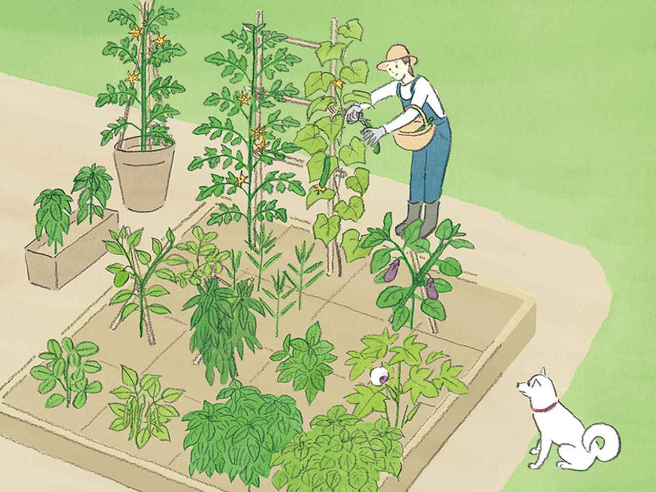 画像: 1坪で気軽に楽しむ「ミニ家庭菜園」の始め方。2×2mの土地で“たくさんの野菜”を収穫できる栽培法と土づくりのコツ/和田義弥さん - 天然生活web