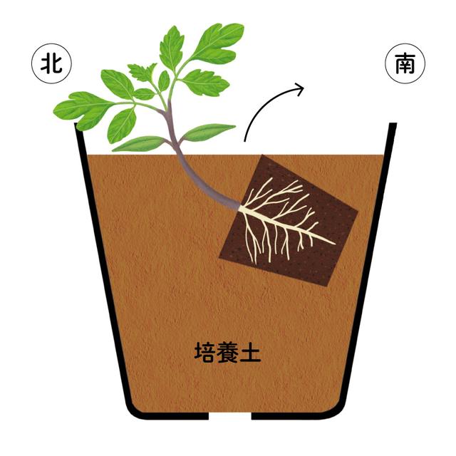 画像2: 本葉1～2.5枚で鉢上げ