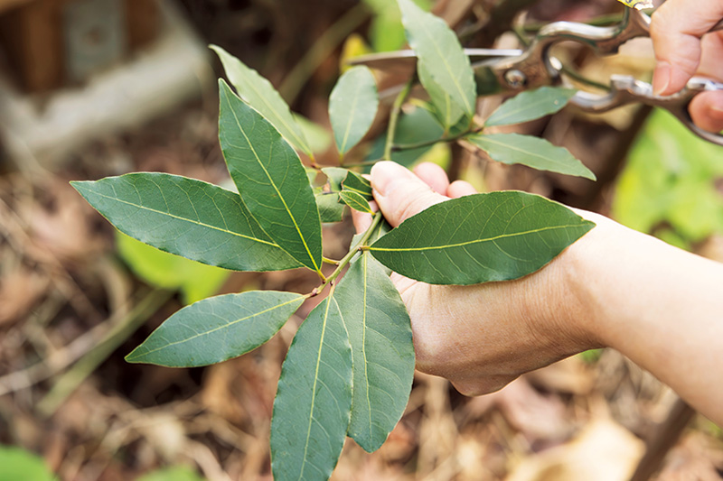 画像: ローリエはそれほど日が当たらない場所に植えたが、同様に元気
