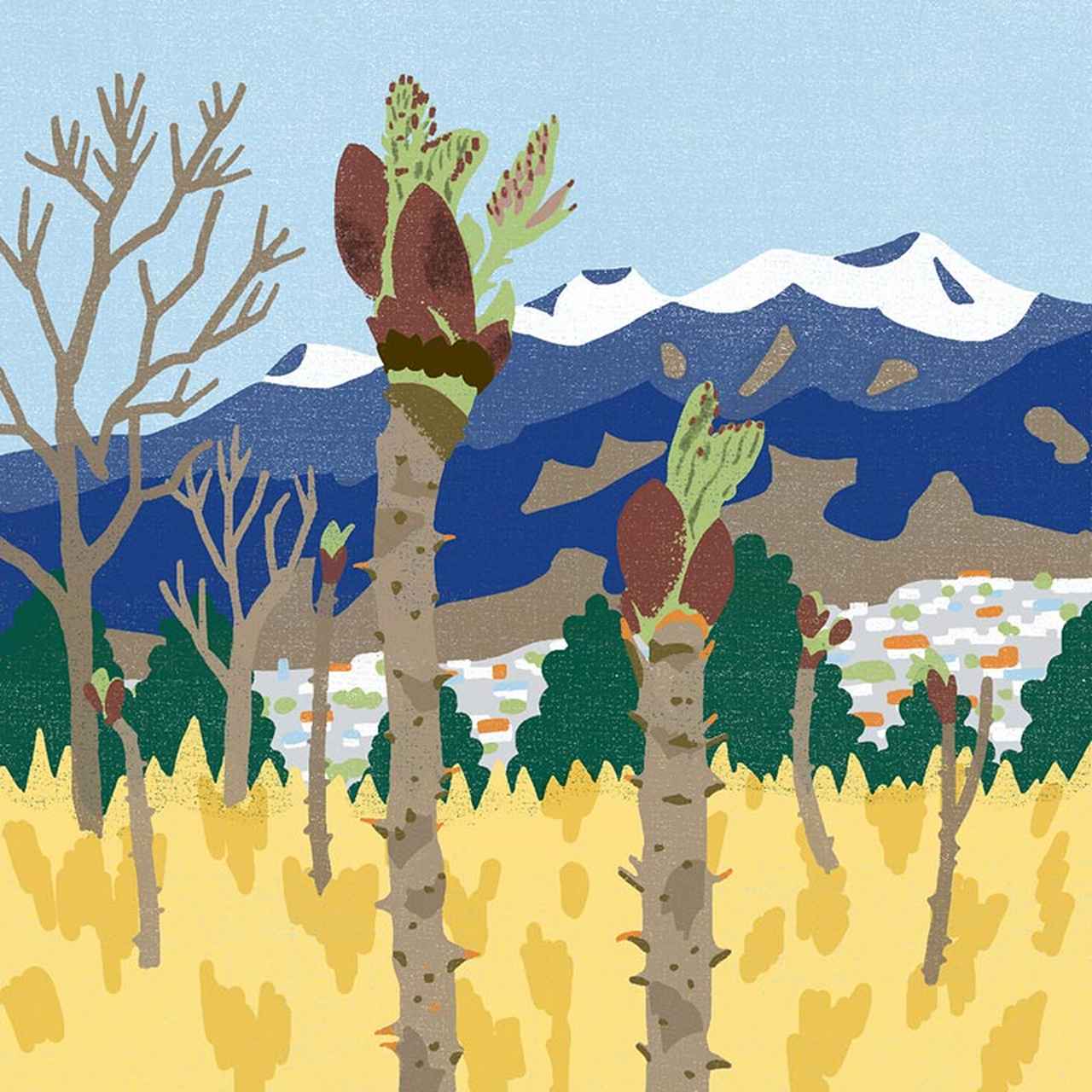 ちょっと難しいまちがい探し｜山菜の王様、タラの芽 (2/2) - 天然生活web