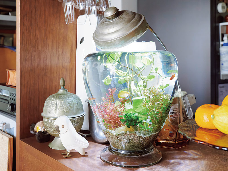 画像: 水槽にしたのは、アンティークショップで購入した「おせんべい屋さんのガラスのびん」
