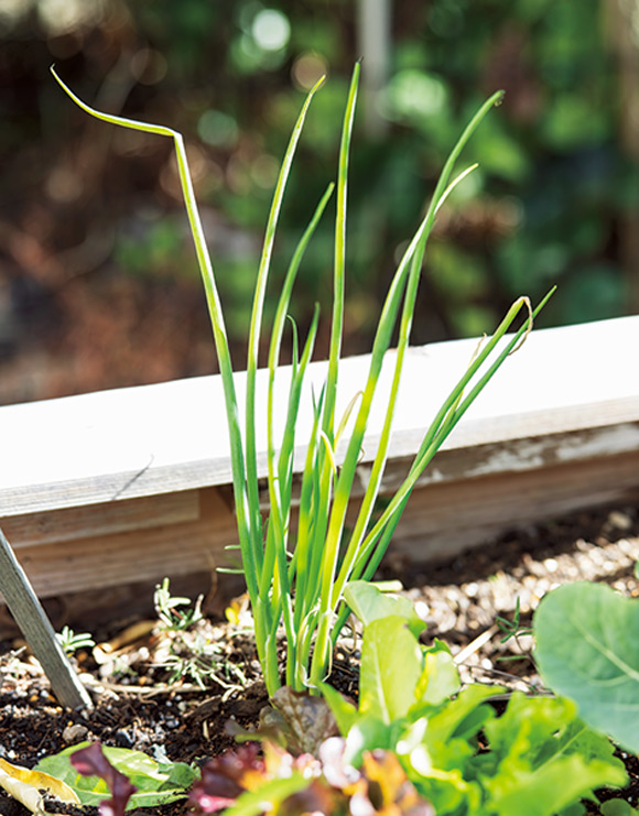 画像: 一番出番が多い小ねぎ