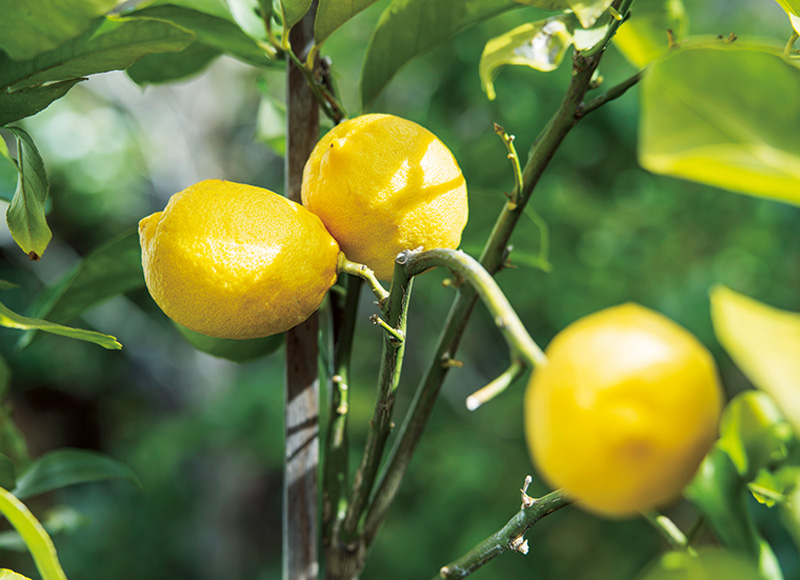 画像: しっかりしたトゲがある昔ながらのレモン