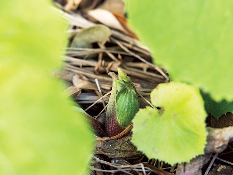 画像: 自生のふき。つぼみは天ぷらやふきのとう味噌、茎は佃煮、やわらかい葉はしょうゆ漬けに。大きくなった葉は器にして