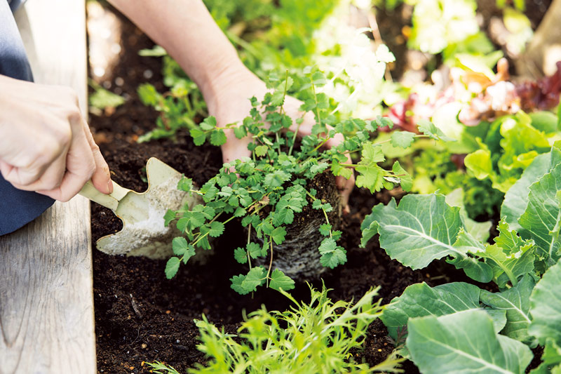 画像: リーフレタス、ケール、水菜、春菊などはつけ合わせやお弁当にも重宝