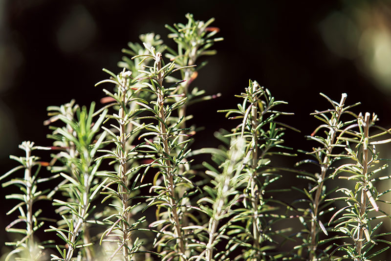 画像: ローズマリーは庭の3カ所ですくすくと育っている