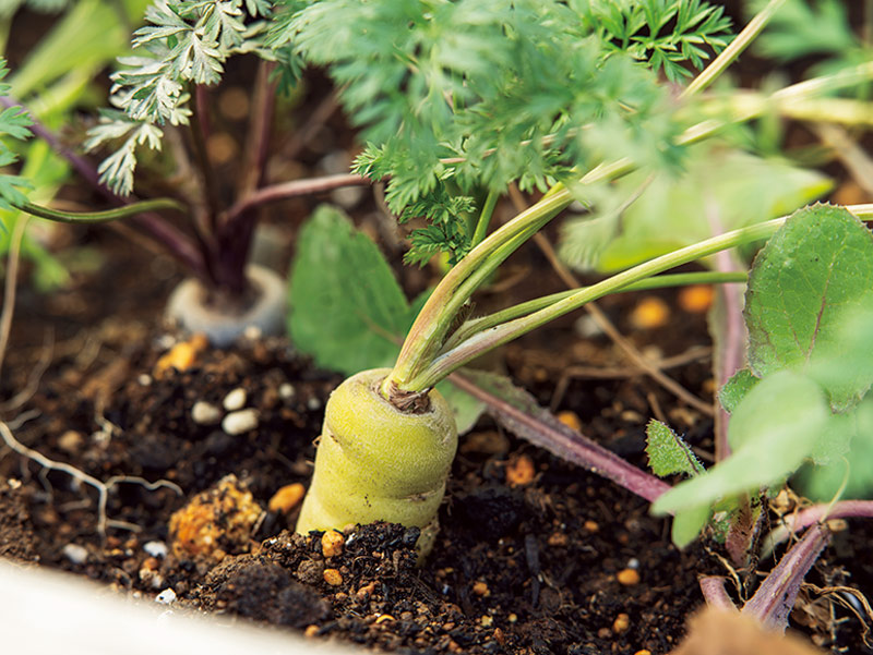 画像: プランターでも簡単に育てられるベビーキャロット