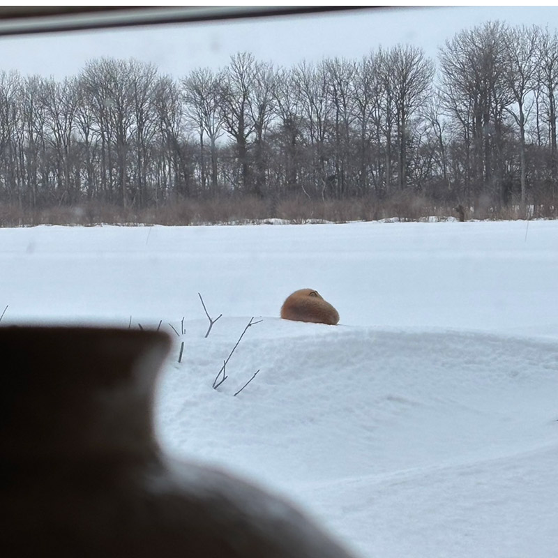 画像: 冬毛のきつねが丸まっていました