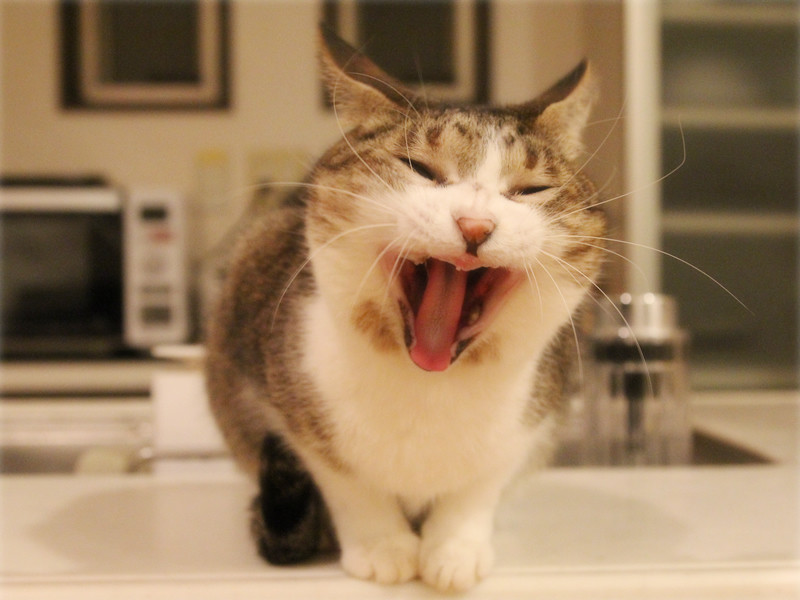 画像: 「もう寝ようー!!」のこころ