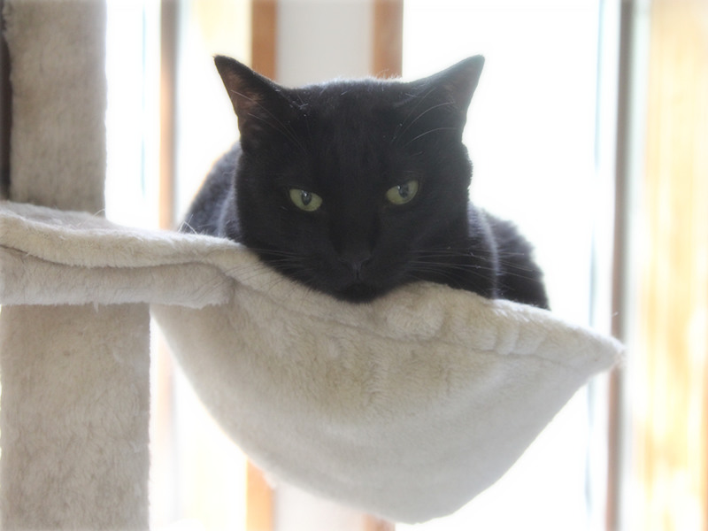 画像: 窓辺で外を猫と眺める、のんびり時間