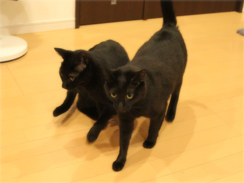 画像: 「布団が整えられた!」「いくぜ!」の猫たち