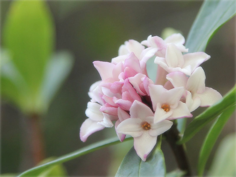 画像: 庭の沈丁花