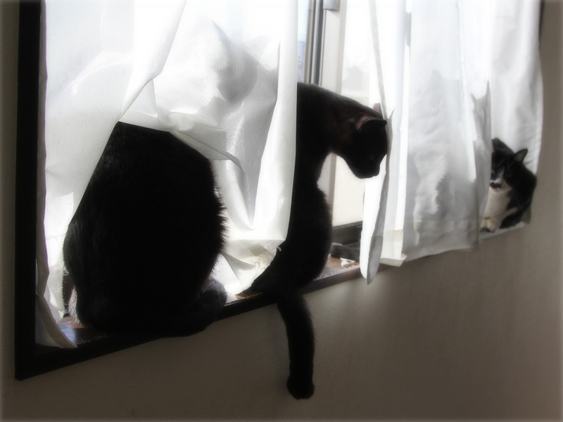 画像: 窓辺は猫に大人気