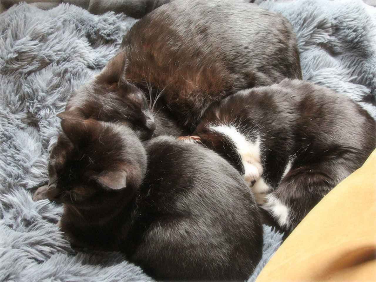 画像: 朝。ブランケットをたたみたいけれど、起きません