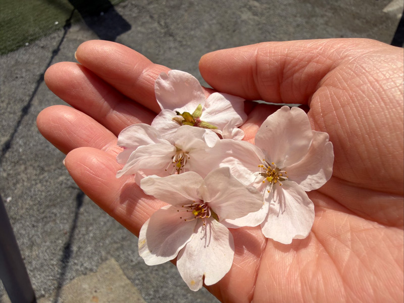 画像2: ついに限界、髪を切りました