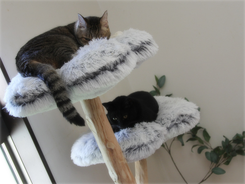 画像: うちのグリーンはフェイクグリーン