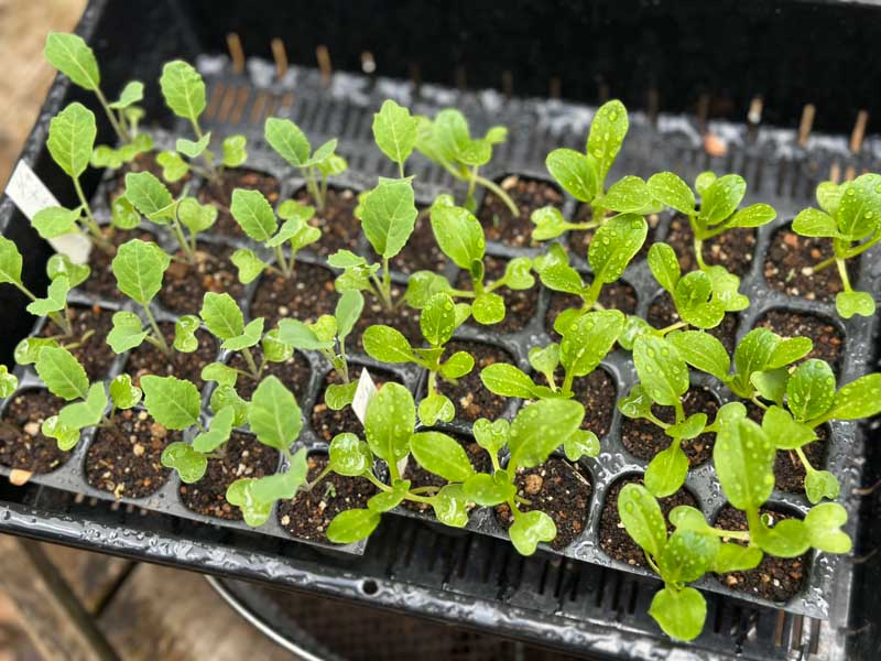 画像: 元気に育つカリフラワーとチンゲン菜の苗。枠組み式コンポスト堆肥は肥料分が少ないので育苗もできる