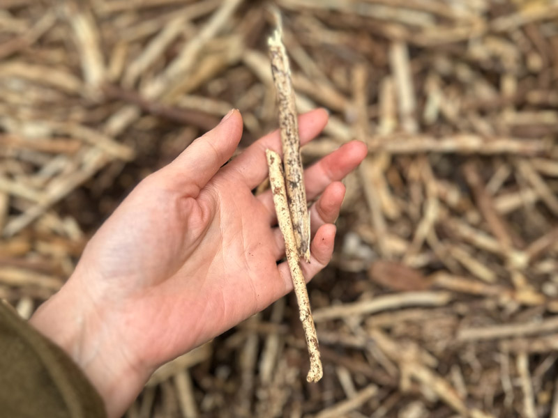 画像: 指で折れるほど朽ちてきている