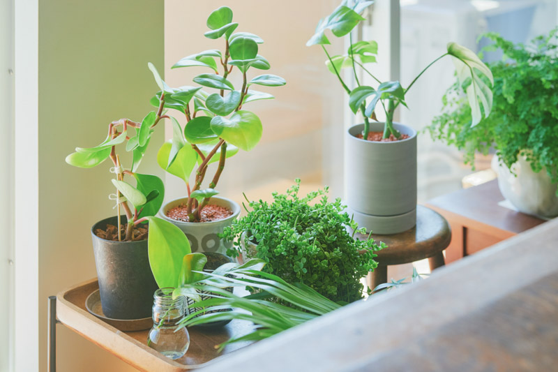 画像: 視線の先のいたるところにグリーンを配置した、清々しい空間