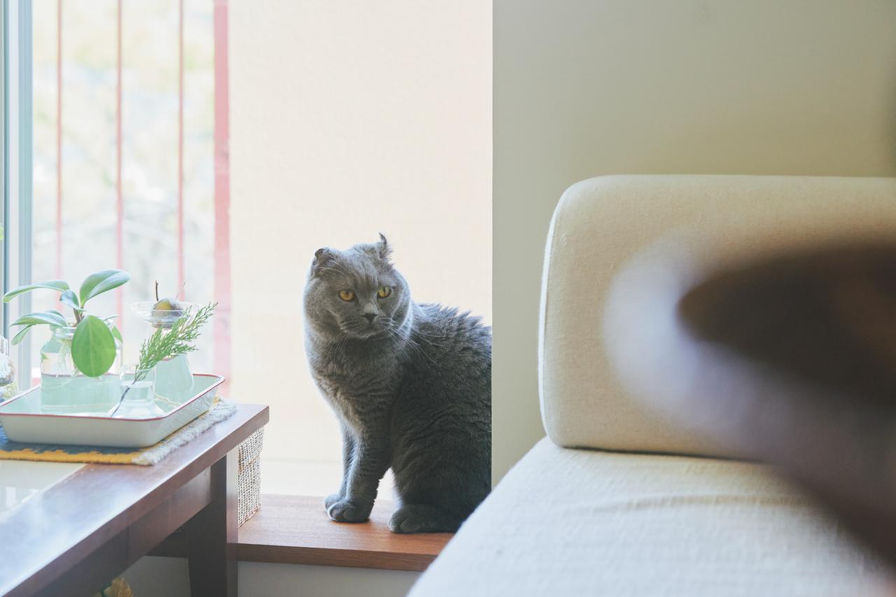 画像: 愛猫のおイモちゃんは、ベンチに座るのが大好き。窓の景色も眺めやすくなる