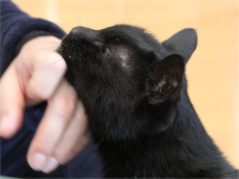 画像: 喉の下が一番気持ちよさそう