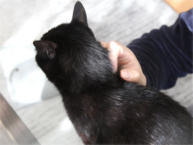 画像: ごはんが終わってもテーブルから降りない