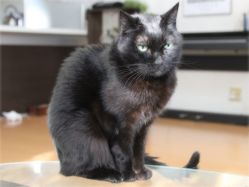 画像: テーブルの隅に乗るウン