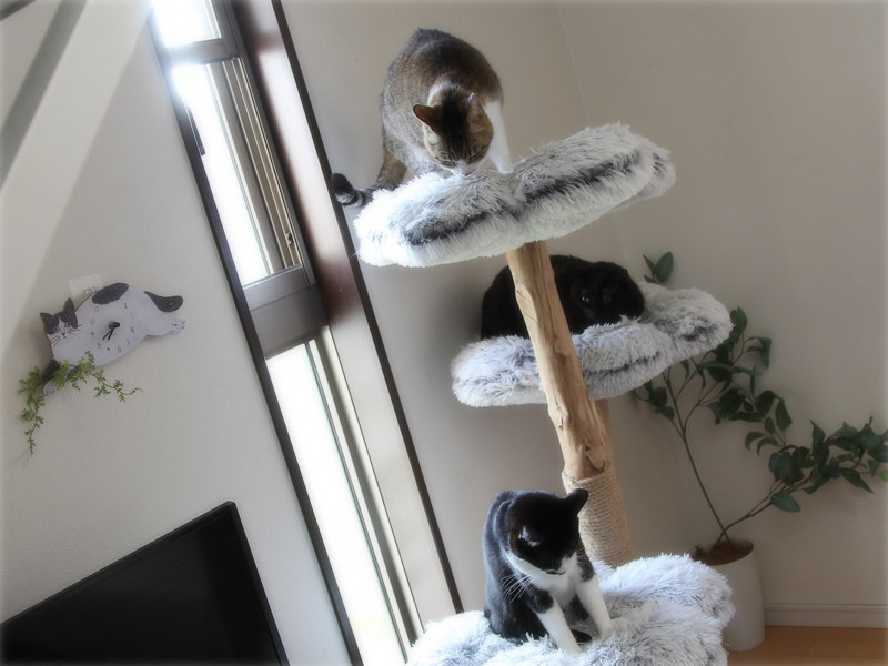 画像: 常にいる場所だから、毛が目立ちにくい色を選ぶ