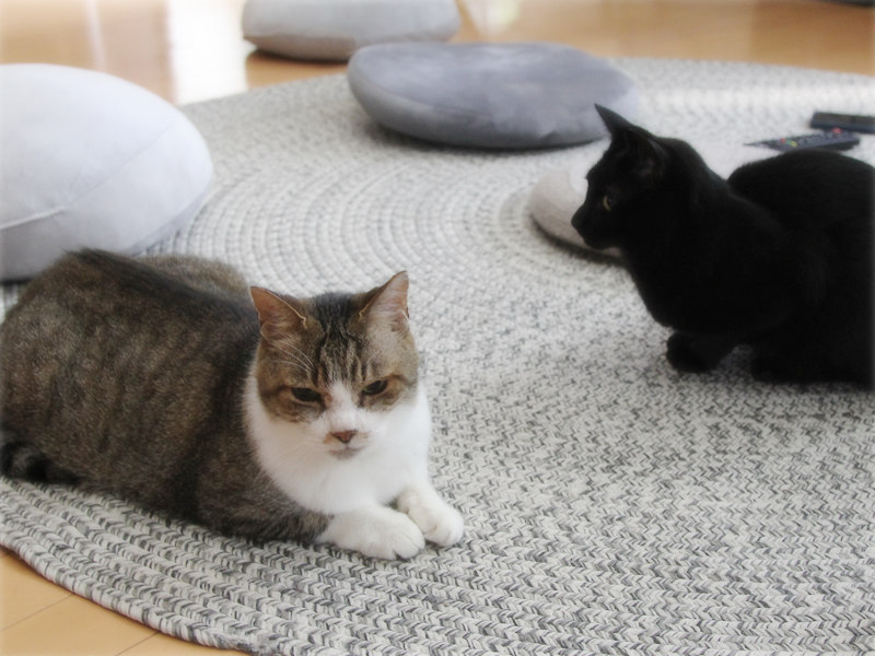 画像: 夏のラグとクッション。グレーの濃淡にネイビーを効かせてコーディネート