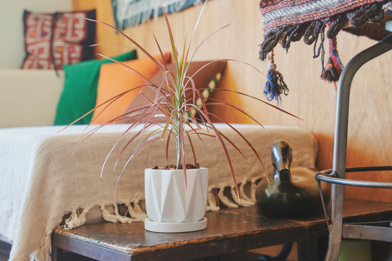 画像: 「カモがとても好きで。“いい顔”の子を見つけるとつい買っちゃいます（笑）」とタシロさん。右下にあるのが、リサイクルショップで購入したというカモの置物