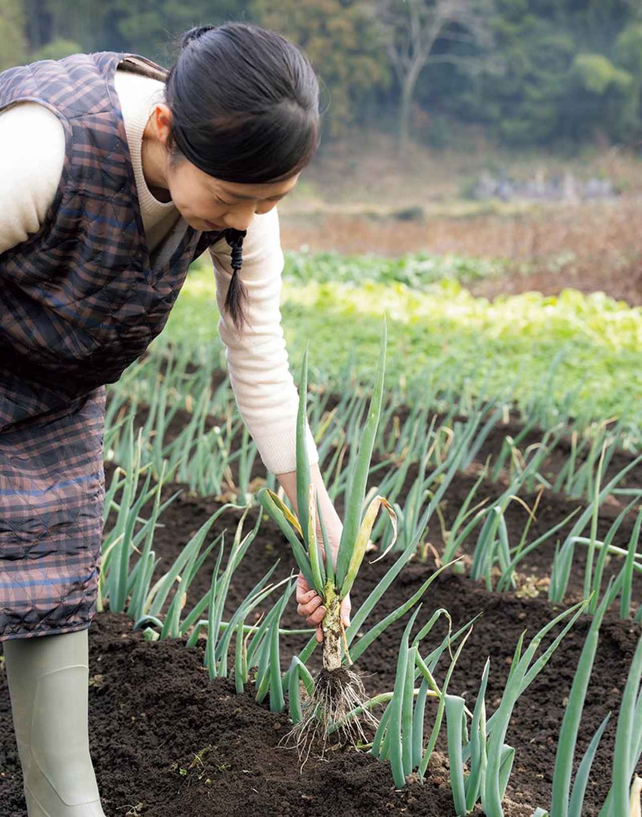 画像: 群馬県由来の固定種である石倉一本ねぎを収穫する小鮒さん。加熱すると甘さととろみが出てくるので、鍋料理に最適