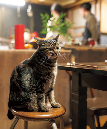 画像: 小鮒家の愛猫シマちゃん
